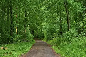 German Forest Landscape Prints: A forest trail leads through thick