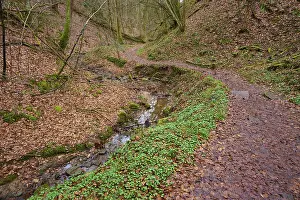 Bavaria Forest Trail Prints: Forest trail along a small stream