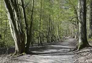 Bavaria Forest Trail Prints: Forest trail, spring, trail, forest