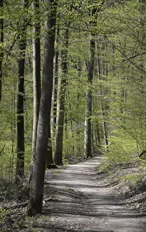 Bavarian Countryside Landscapes Prints: Forest trail, spring, trail, forest