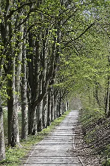 Central Europe Nature Walk Prints: Forest trail, spring, trail, forest