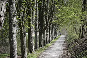 Bavaria Forest Trail Prints: Forest trail, spring, trail, forest
