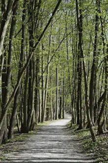 Bavaria Forest Trail Prints: Forest trail, spring, trail, forest