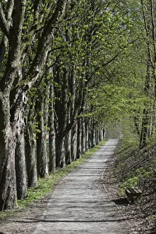 Bavaria Forest Trail Prints: Forest trail, spring, trail, forest