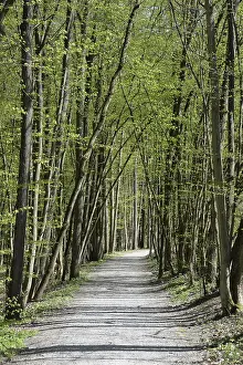 Bavaria Forest Trail Prints: Forest trail, spring, trail, forest