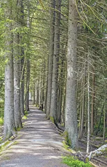 Southern Germany Landscape Photography Prints: Forest trail in the Upper Black Forest