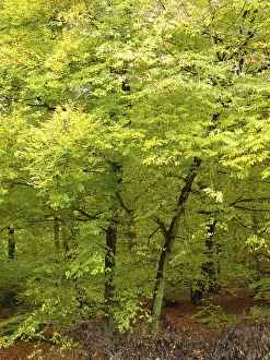 Deserted Woods Prints: Forest, tree, trees, forest, nature