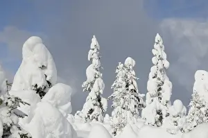 Winter Time Scenery Prints: Forest, tree, trees, winter, snow