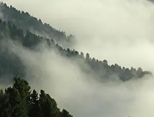 Misty Mood Landscapes Prints: Forest, trees, fog, cloud, clouds