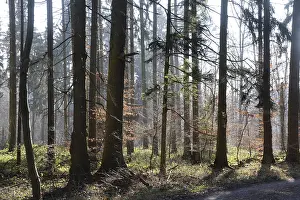 Winter Beech Forest Prints: Forest, trees, forest, tree, winter