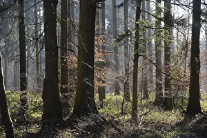 Winter Beech Forest Prints: Forest, trees, forest, tree, winter