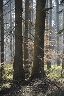 Winter Beech Forest Prints: Forest, trees, forest, tree, winter