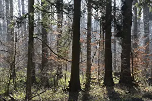 Winter Beech Forest Prints: Forest, trees, forest, tree, winter