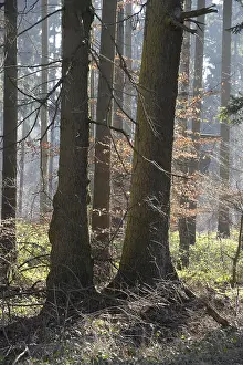Winter Beech Forest Prints: Forest, trees, forest, tree, winter