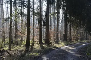 Winter Beech Forest Prints: Forest, trees, forest, tree, winter