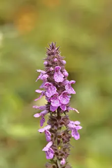 Stachys Sylvatica Prints: Forest willow (Stachys sylvatica)