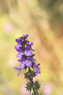 Wilnsdorf Germany Prints: Forest willow (Stachys sylvatica)