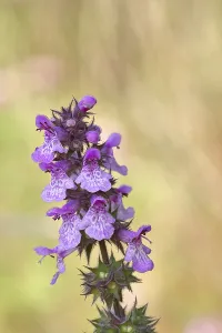 Stachys Sylvatica Prints: Forest willow (Stachys sylvatica)