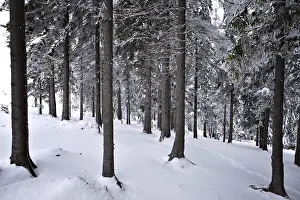 Winter Forest Landscape Prints: Forest in winter