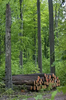 Felled Tree Photography Prints: Forestry, high size, vertical format