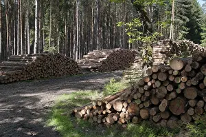 Deserted Forest Landscapes Prints: Forestry, logging, industrial forestry