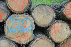 Felled Tree Photography Prints: Forestry, logging, intensive forestry, forest