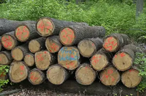 Forest Landscape Photography Prints: Forestry, logging, intensive forestry, forest