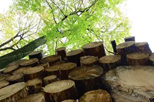 German Timber Industry Prints: Forestry, timber, Germany