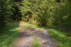 Forest Path Germany Prints: Fork, forest path, morning, spring