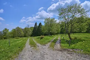 Springtime In Bavaria Germany Prints: Fork in the road, meadow, trees