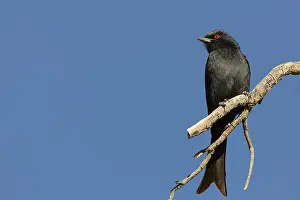 Barren Savanna Landscape Prints: Fork-tailed drongo (Dicrurus adsimilis)