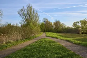 Central Europe Countryside Photo Prints: Fork, Tree, Meadow, Morning, Spring