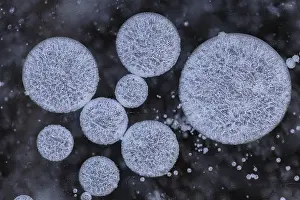 Northern Germany Wetland Biotope Prints: Forms of ice in a puddle, ice crystals