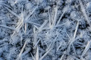 Wetland Biotope Germany Prints: Forms of ice in a puddle, ice crystals