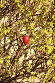 Easter Decoration Germany Prints: Forsythia with Easter egg, March, Germany