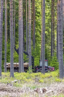 Italian Stone Pine Forest Prints: Forwarder logging machine with a crane operating in a dense pine forest