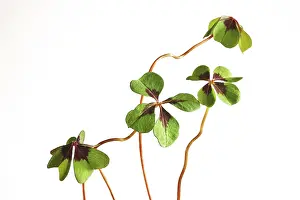 German Four Leaf Clover Prints: Four-leaf clover, Germany