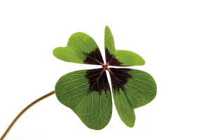 Green Studio Photography Prints: Four-leafed clover