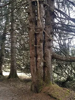 Central Europe Forests Prints: Four-stem conifer, conifer with 4 trunks