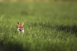 Fox In The Wild Prints: Fox in a clearing in the wild