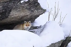 Vulpes Vulpes Habitat Prints: A fox partially hidden by a snowdrift