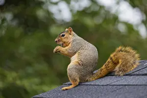 Related Prints: The Fox Squirrel Print