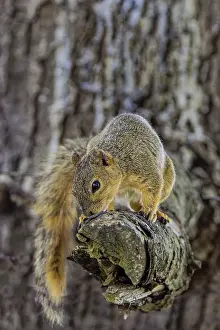 Related Prints: The Fox Squirrel Print