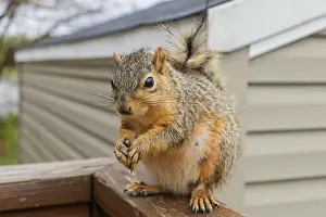 Related Prints: The Fox Squirrel Print