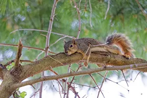 Related Prints: Fox Squirrel Print