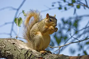 North American Fauna Prints: The fox squirrel (Sciurus niger)