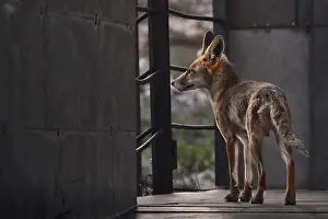Predator Animal Photos Prints: Fox (vulpes vulpes)