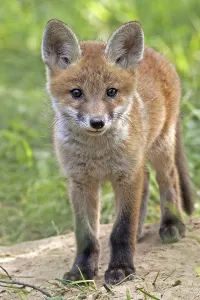 Fox In The Wild Prints: Fox in the wild, in a clearing