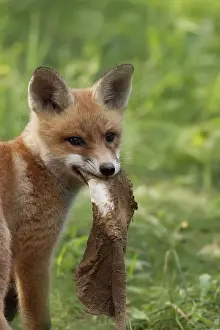 Fox In The Wild Prints: Fox in the wild in a clearing