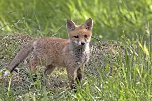 Fox In The Wild Prints: Fox in the wild, in a clearing